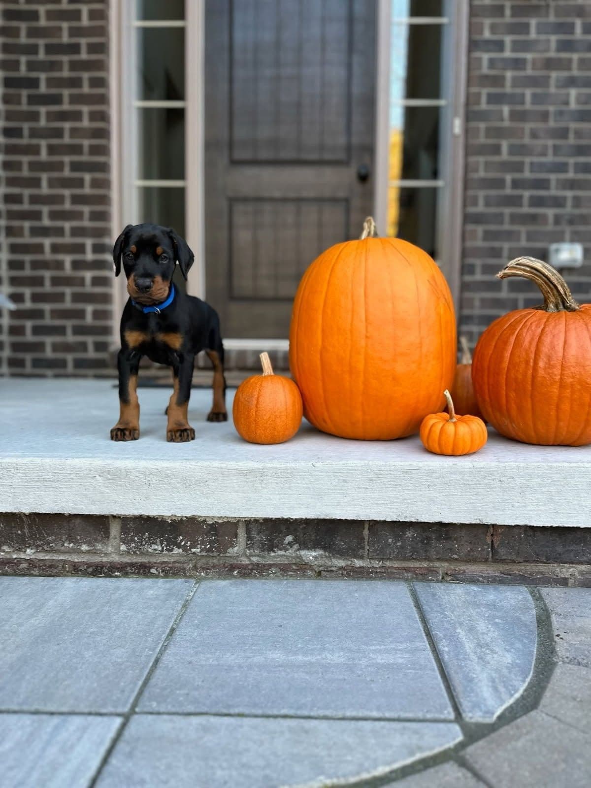 Doberman Pinscher Puppies breeder image 11