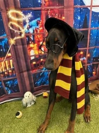 Doberman Pinscher Puppies breeder image 12