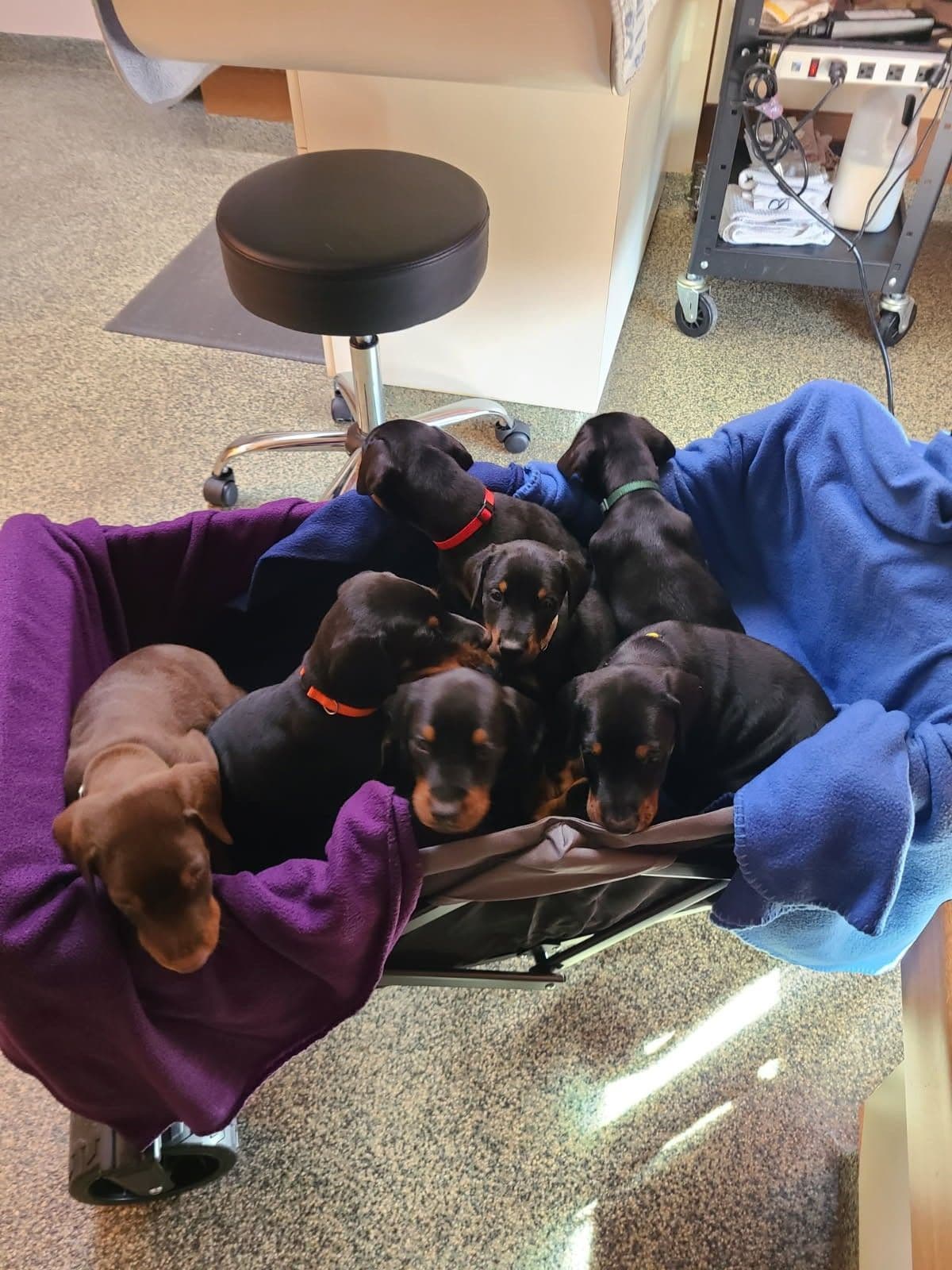 Doberman Pinscher Puppies breeder image 15