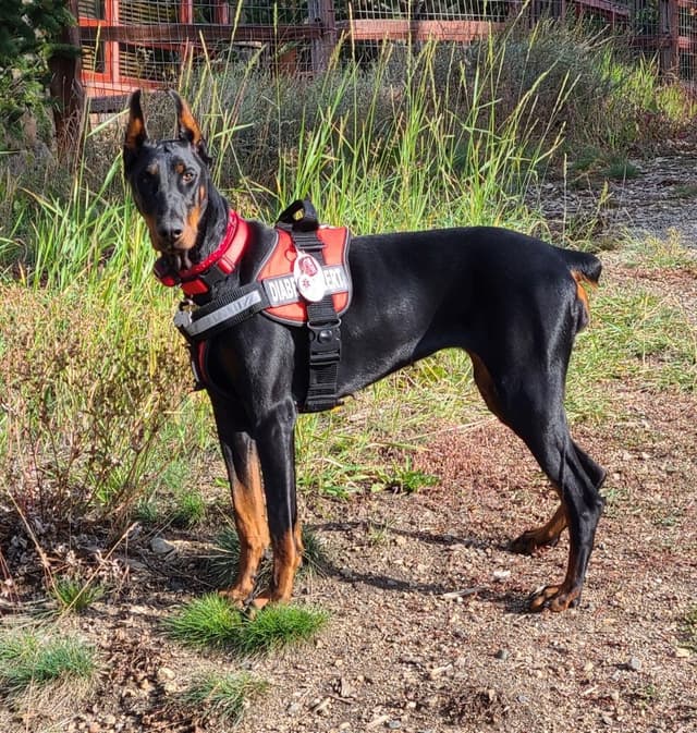 Doberman Pinscher Puppies media 2