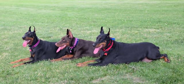 Doberman Pinscher Puppies media 3