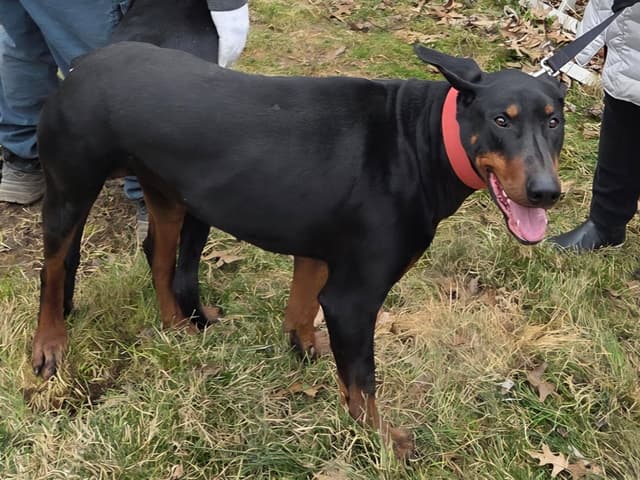 Doberman Pinscher Puppies media 4