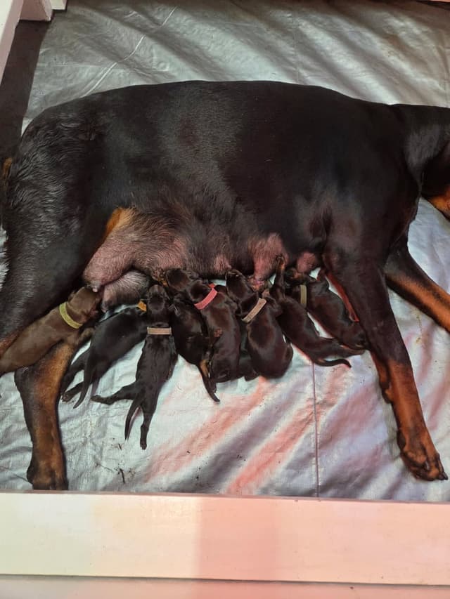 Doberman Pinscher Puppies media 5