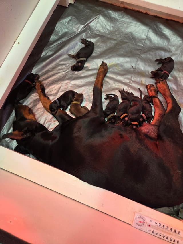 Doberman Pinscher Puppies media 7