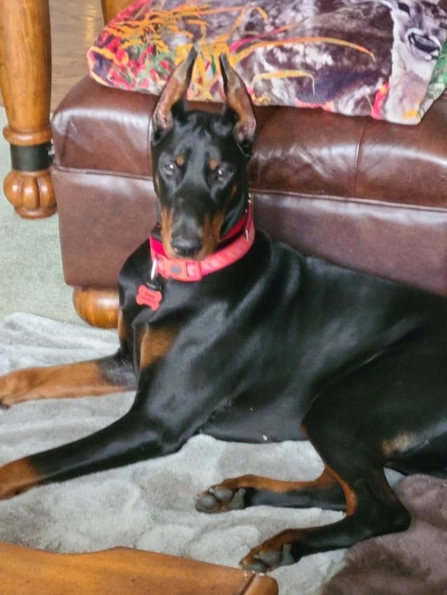 Doberman Pinscher Puppies media 2
