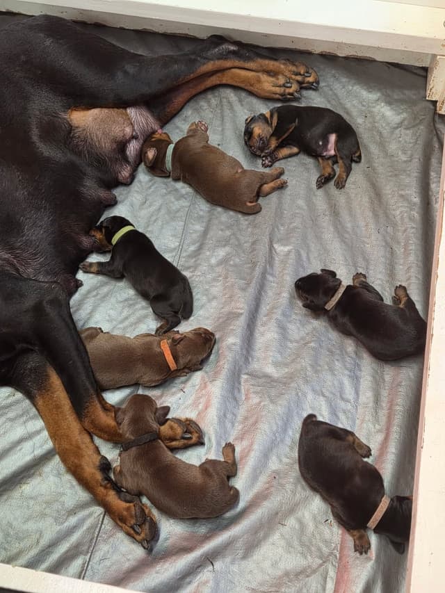 Doberman Pinscher Puppies media 3