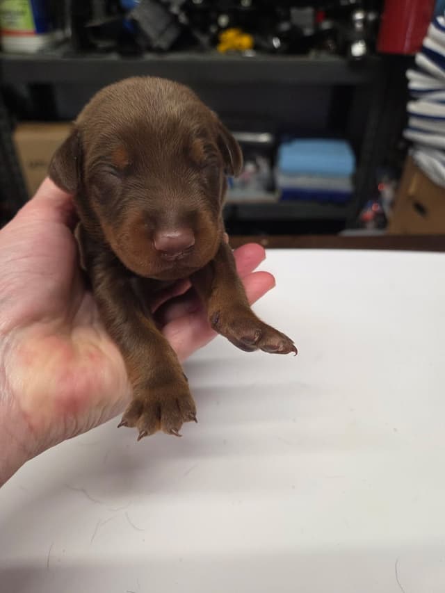 Doberman Pinscher Puppies media 4