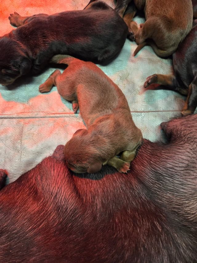 Doberman Pinscher Puppies media 5