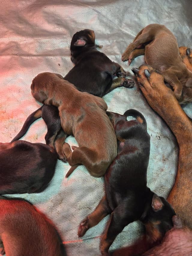 Doberman Pinscher Puppies media 6