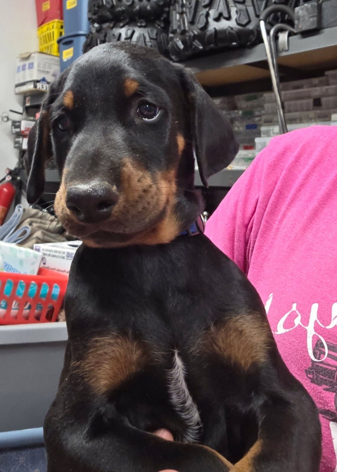 Doberman Pinscher Puppies breeder image 16