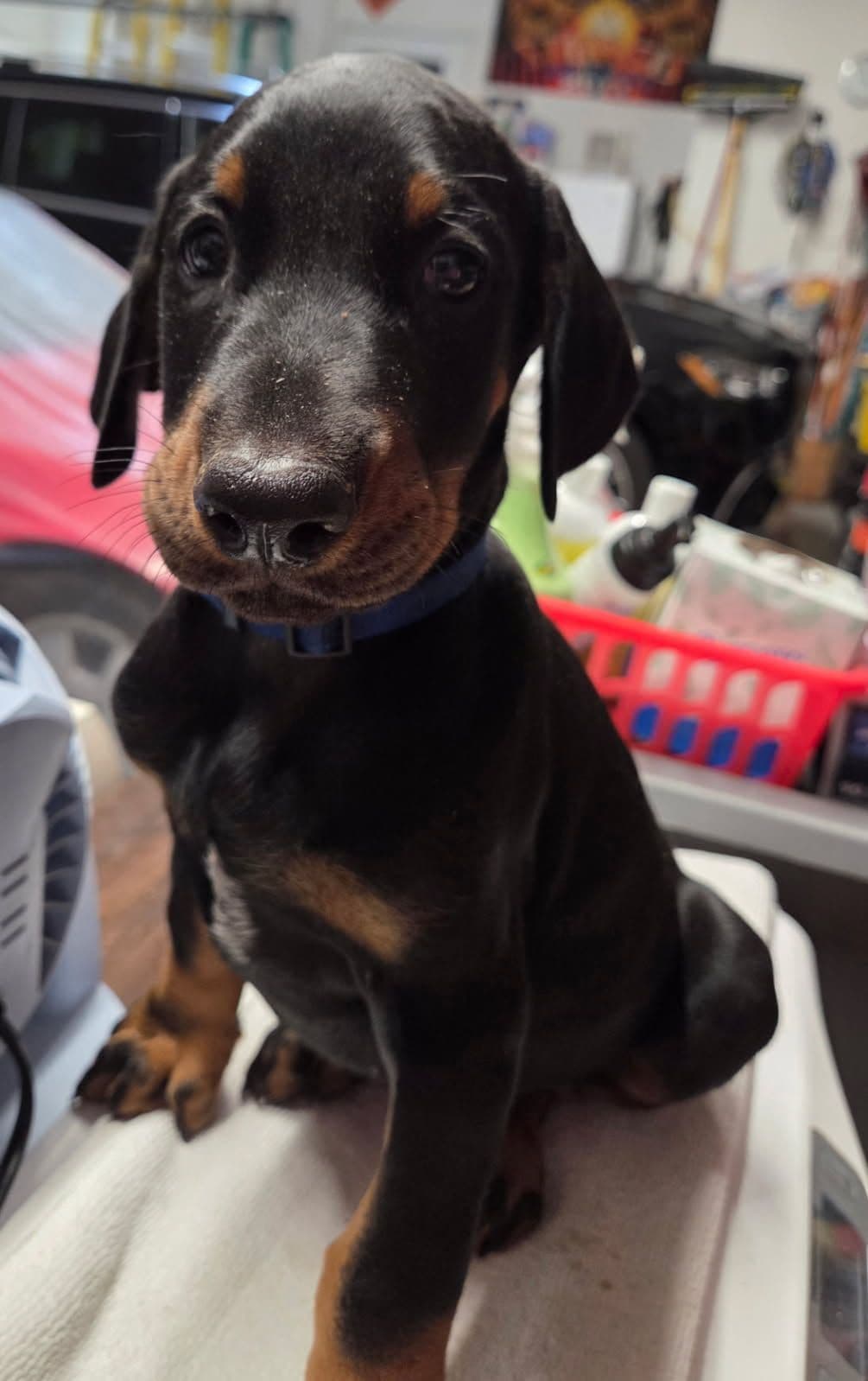 Doberman Pinscher Puppies breeder image 17