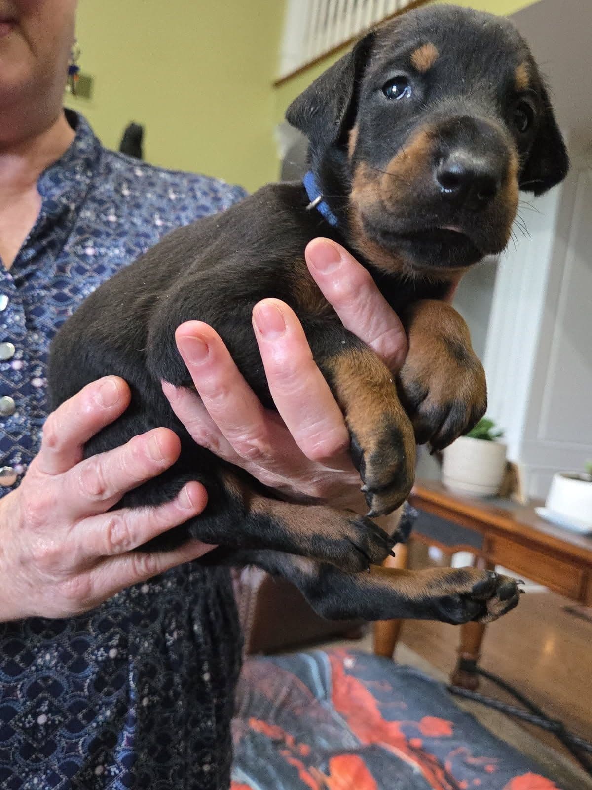 Doberman Pinscher Puppies breeder image 18