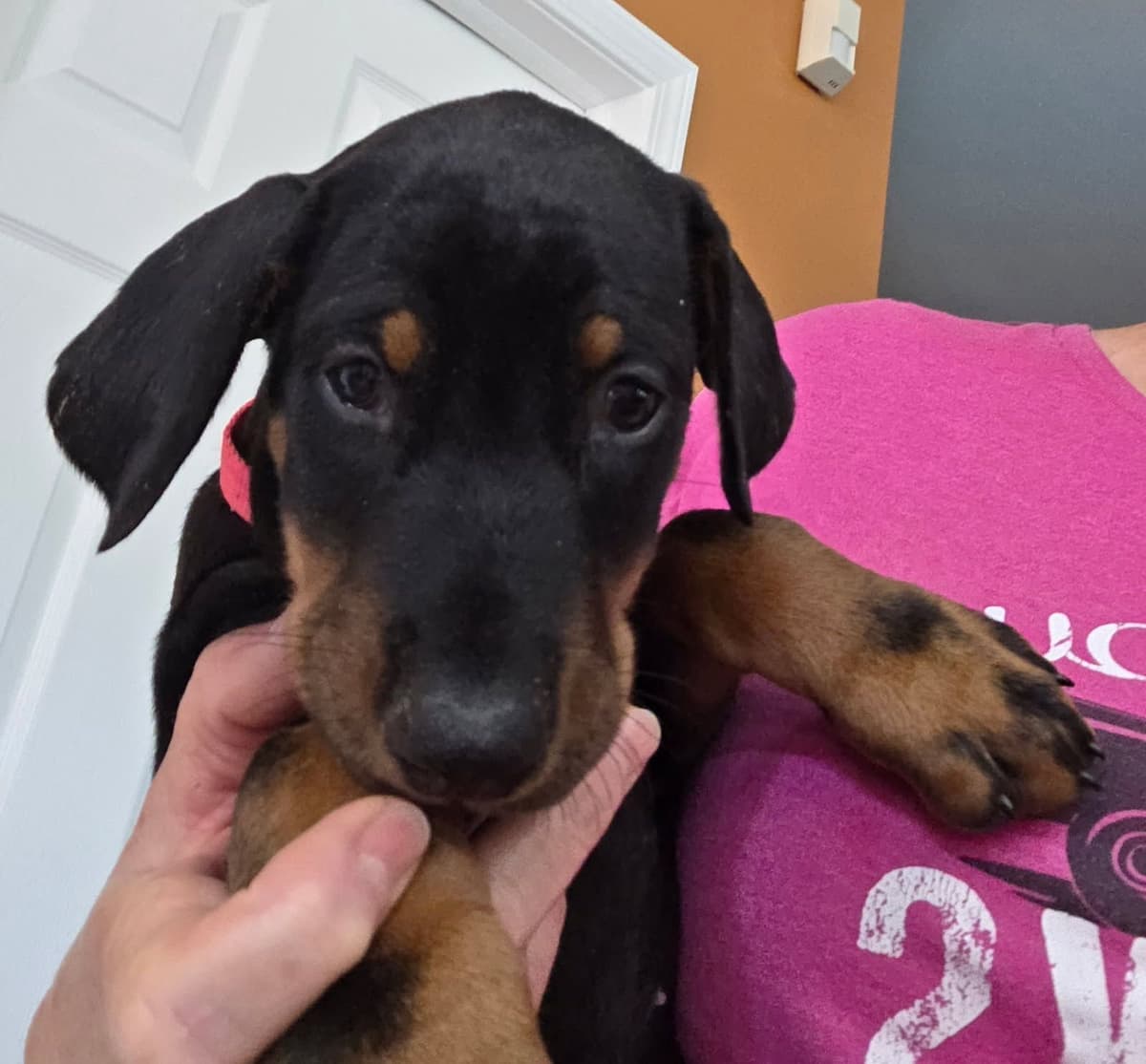 Doberman Pinscher Puppies breeder image 20