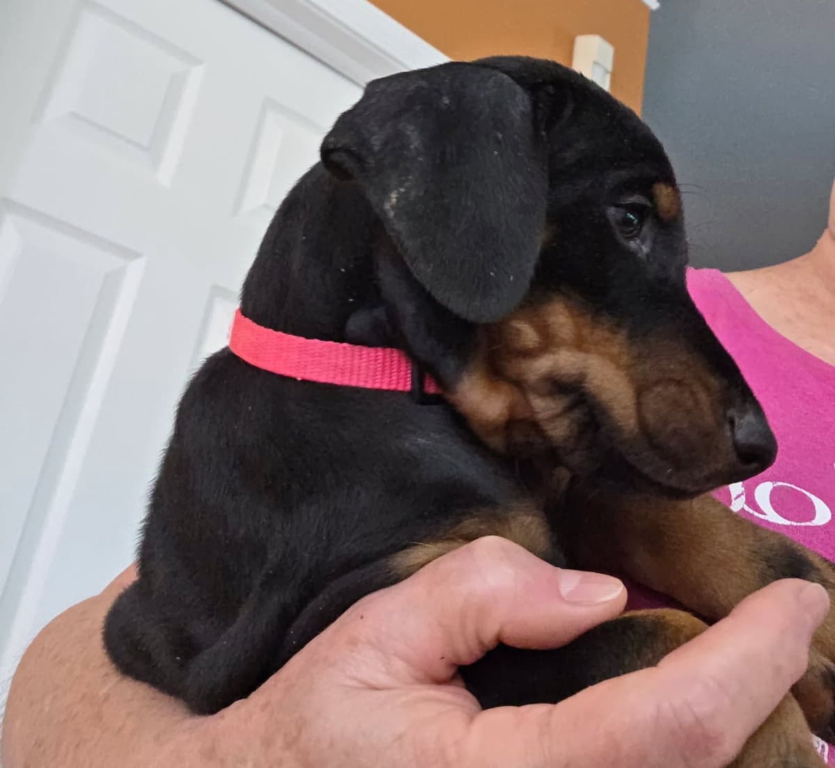 Doberman Pinscher Puppies breeder image 21