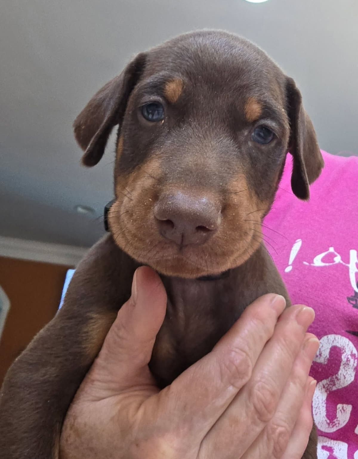 Doberman Pinscher Puppies breeder image 23