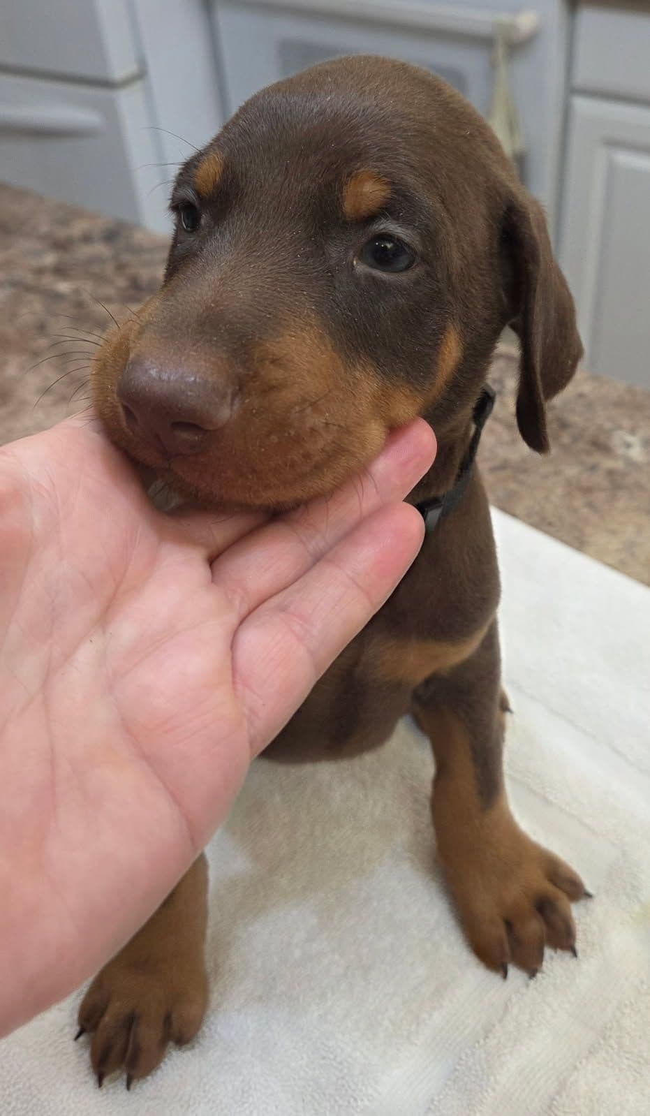 Doberman Pinscher Puppies breeder image 24