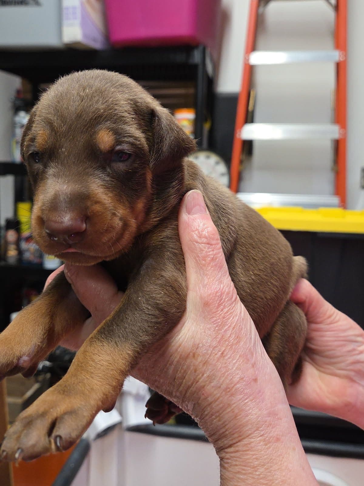 Doberman Pinscher Puppies breeder image 25