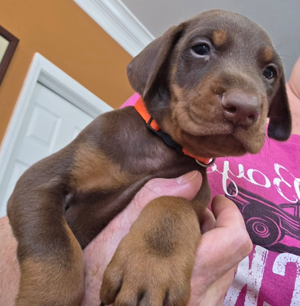 Doberman Pinscher Puppies breeder image 26