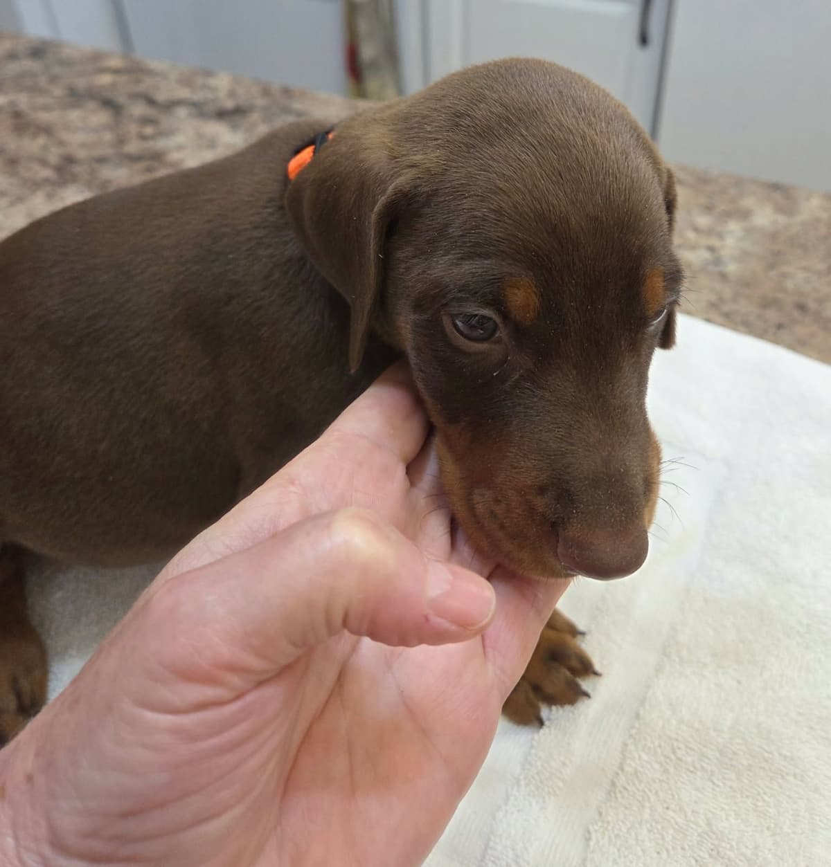 Doberman Pinscher Puppies breeder image 27