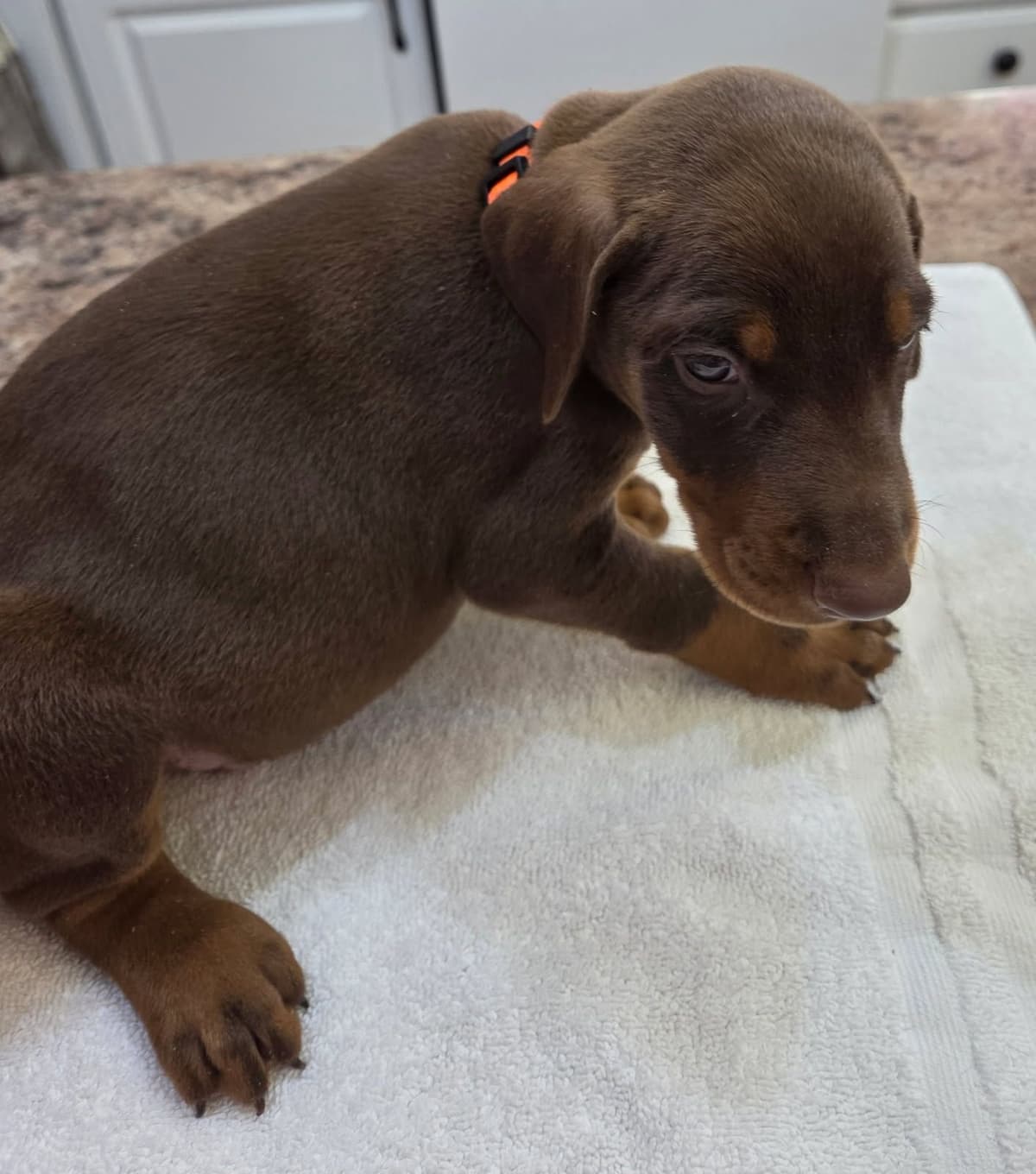 Doberman Pinscher Puppies breeder image 28