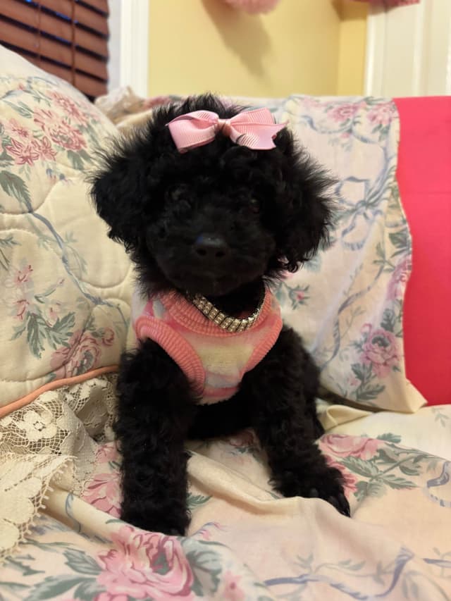 Toy Poodle Puppies (301)378-5314 media 2
