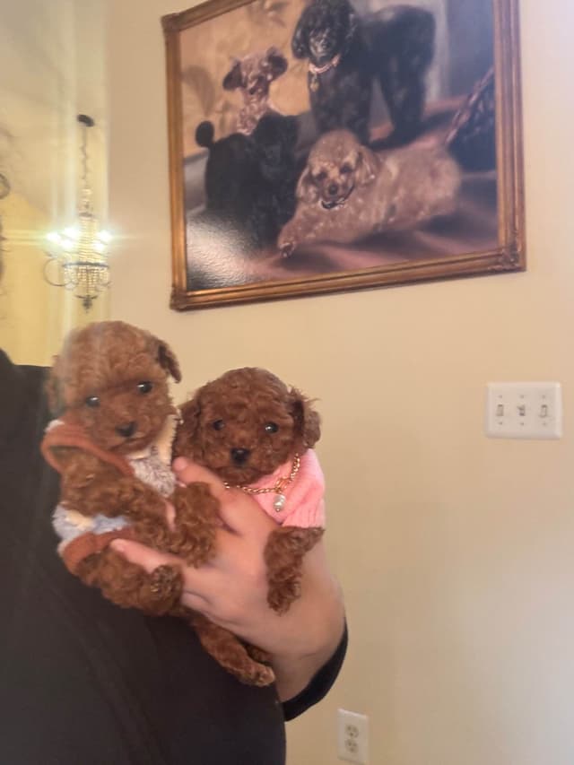 Toy Poodle Puppies (301)378-5314 media 3