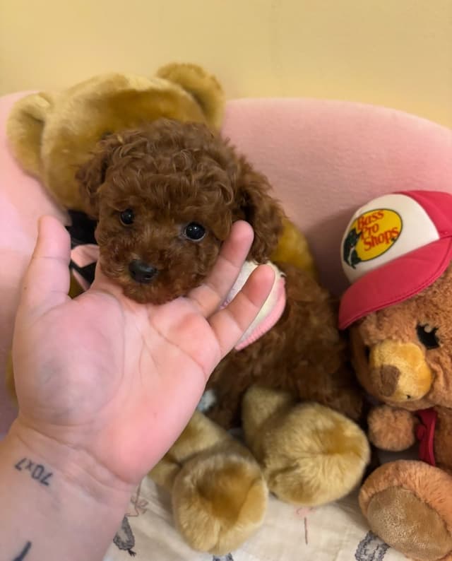 Toy Poodle Puppies (301)378-5314 media 4