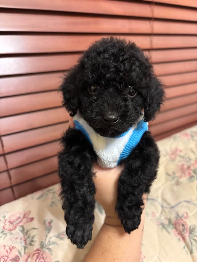 Toy Poodle Puppies (301)378-5314 media 6
