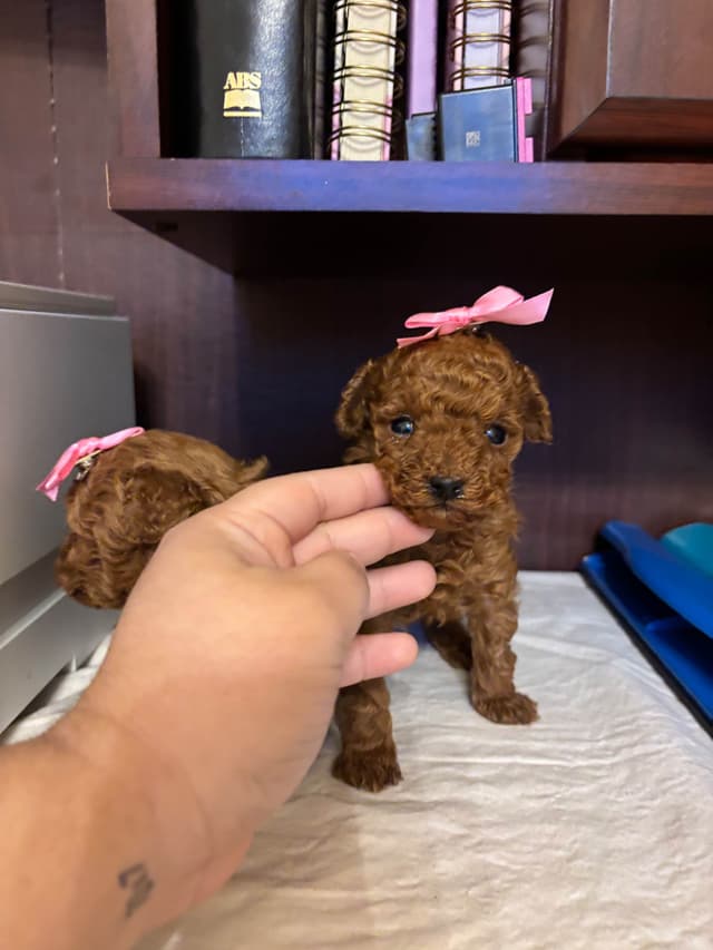 Toy Poodle Puppies (301)378-5314 media 7