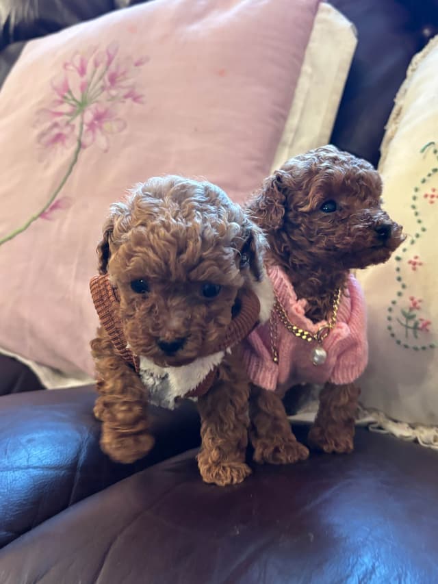 Toy Poodle Puppies (301)378-5314 media 8