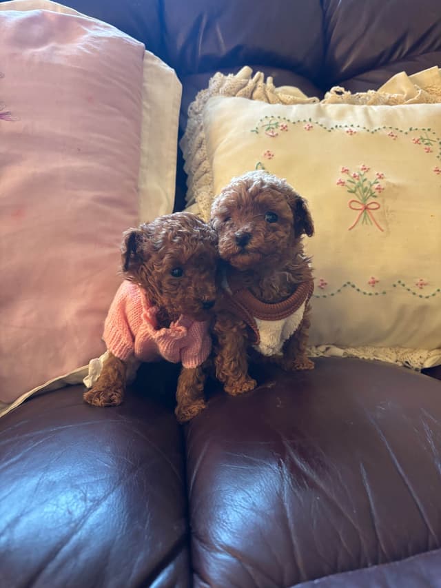 Toy Poodle Puppies (301)378-5314 media 9