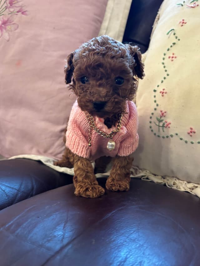 Toy Poodle Puppies (301)378-5314 media 10