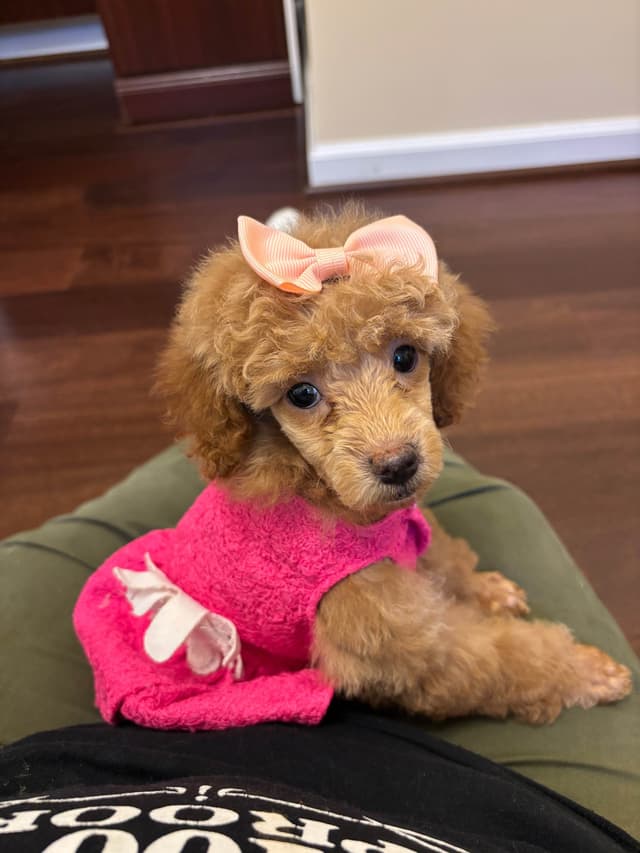 Toy Poodle Puppies (301)378-5314 media 11