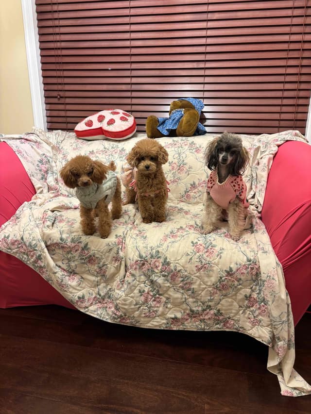 Toy Poodle Puppies (301)378-5314 media 12