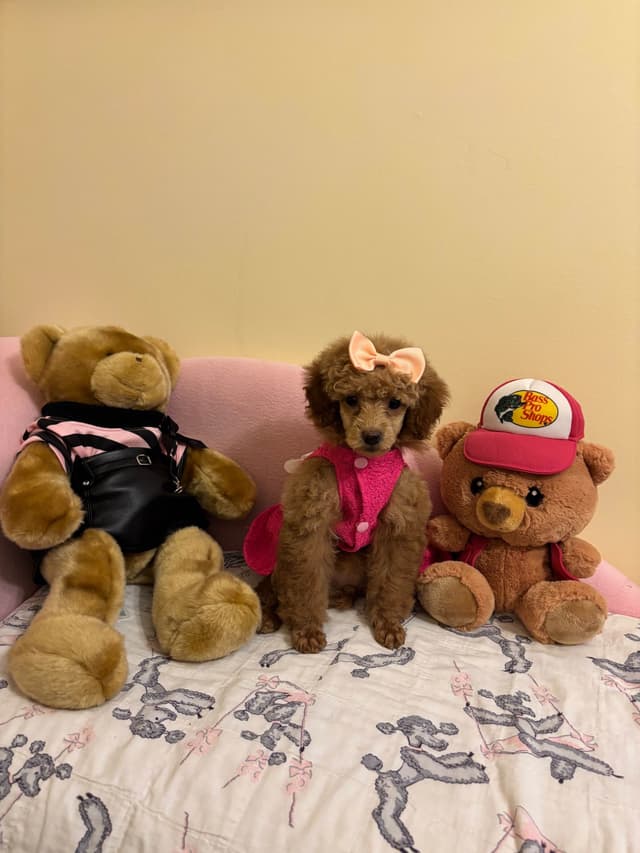 Toy Poodle Puppies (301)378-5314 media 14