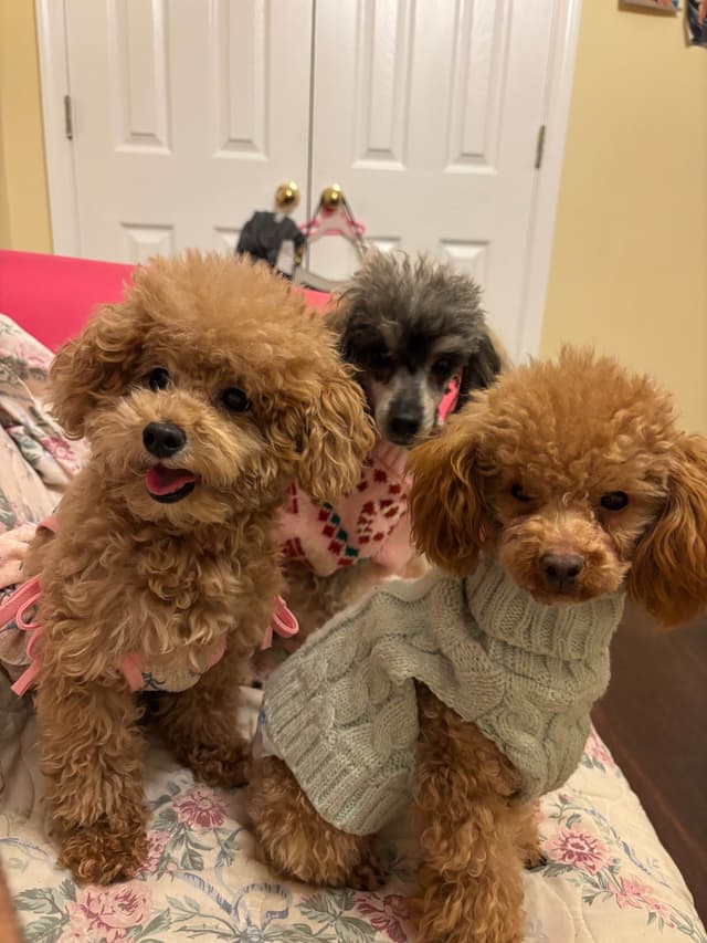 Toy Poodle Puppies (301)378-5314 media 16