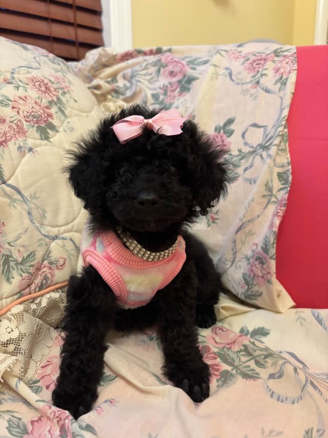 Toy Poodle Puppies (301)378-5314 media 18