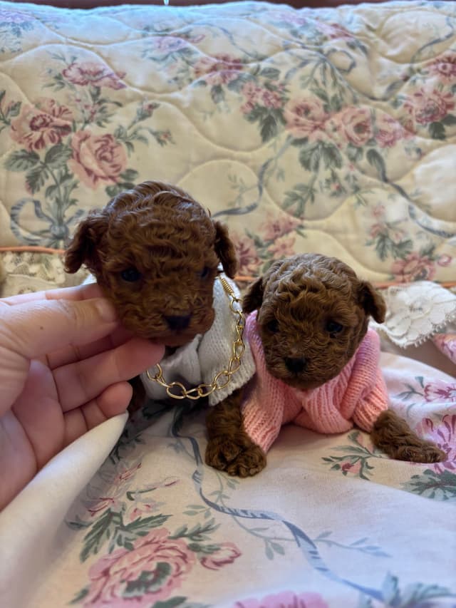 Toy Poodle Puppies (301)378-5314 media 17
