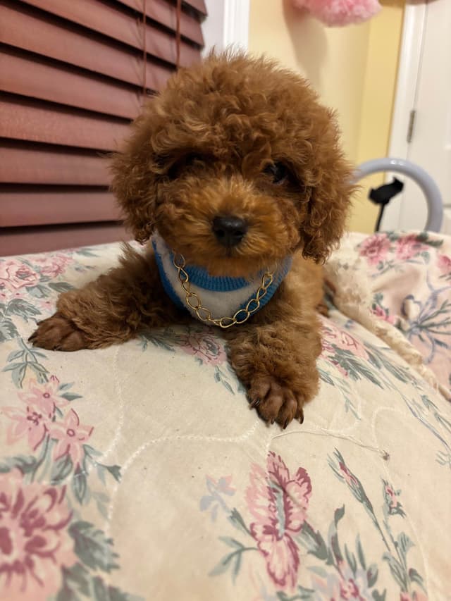 Toy Poodle Puppies (301)378-5314 media 19
