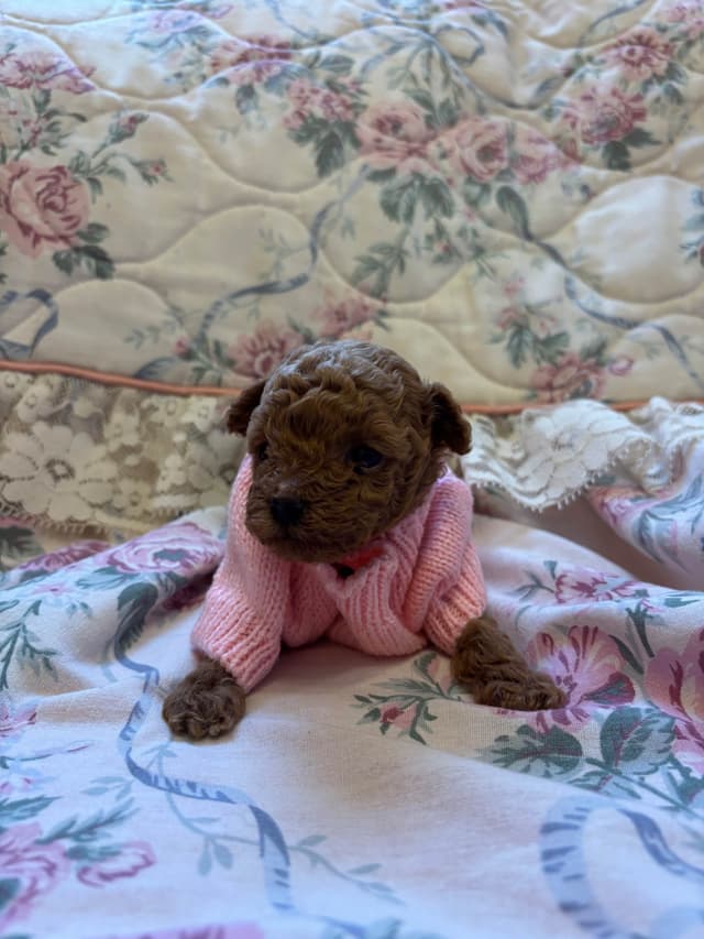 Toy Poodle Puppies (301)378-5314 media 20