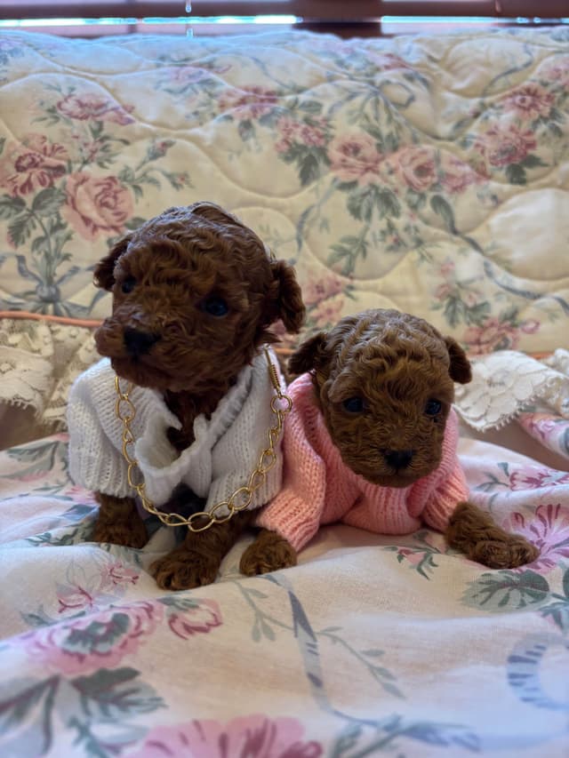 Toy Poodle Puppies (301)378-5314 media 22