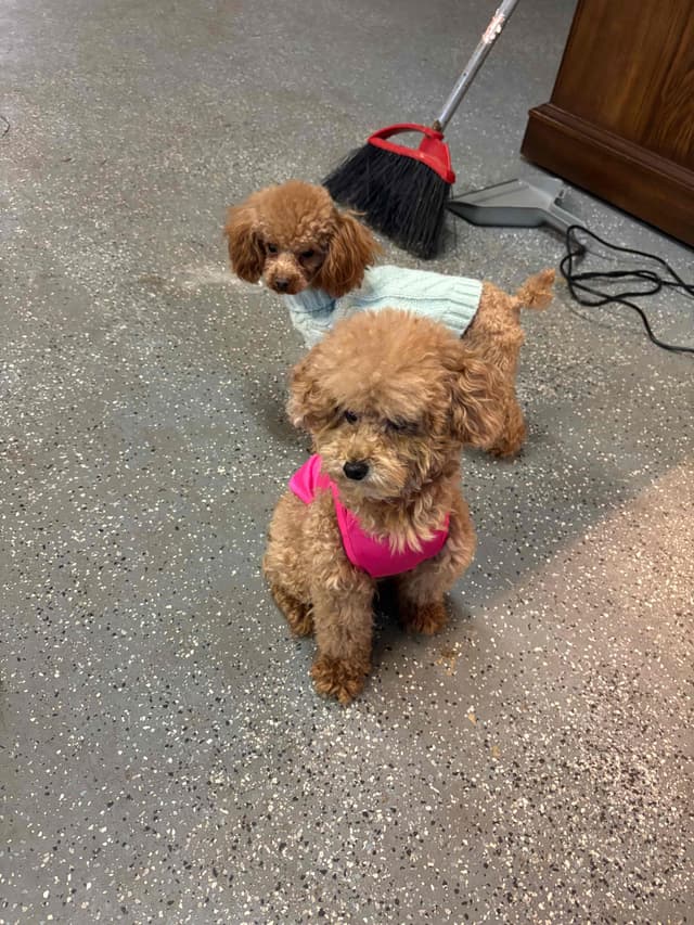 Toy Poodle Puppies (301)378-5314 media 23