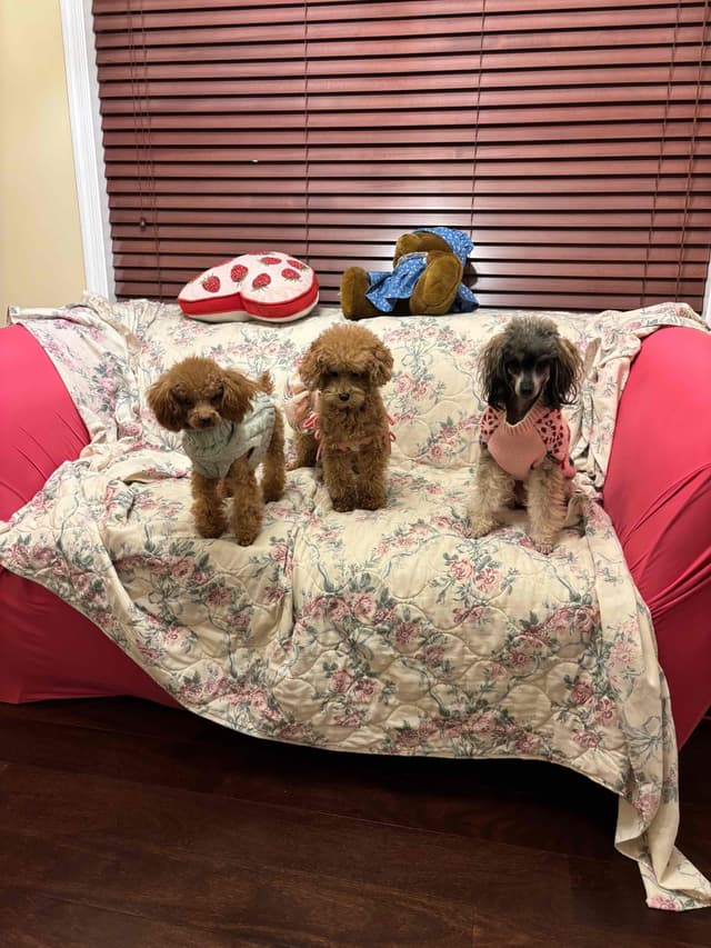 Toy Poodle Puppies (301)378-5314 media 21