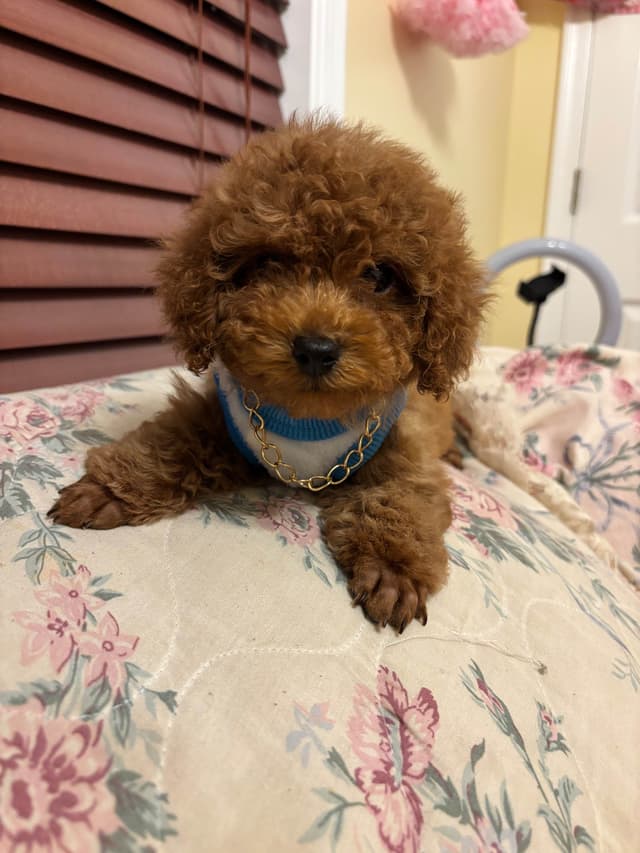 Toy Poodle Puppies (301)378-5314 media 24