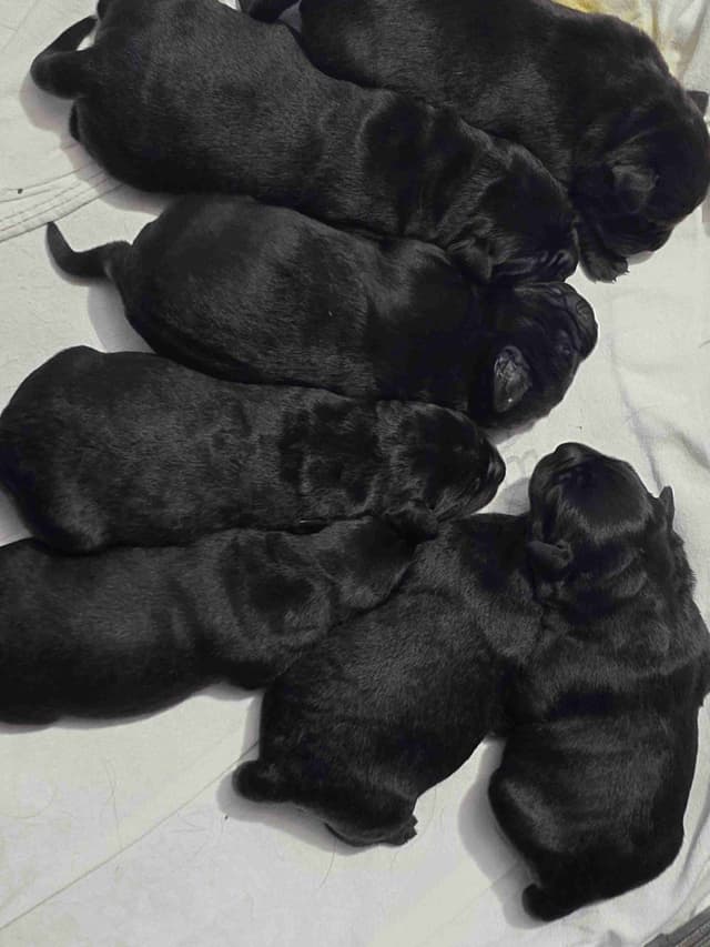 Labrador Retriever Puppies media 2