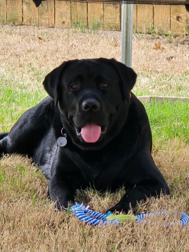 Labrador Retriever Puppies media 3