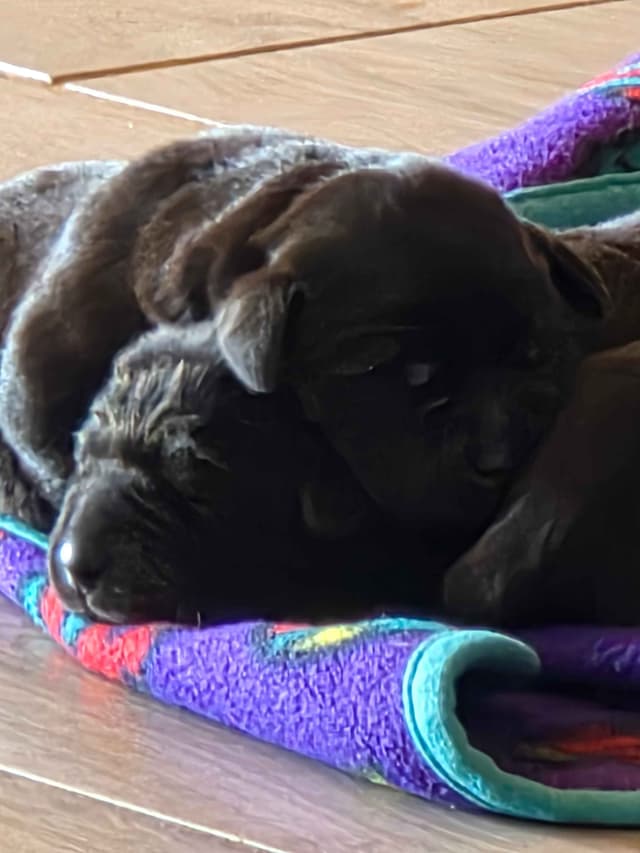 Labrador Retriever Puppies media 4