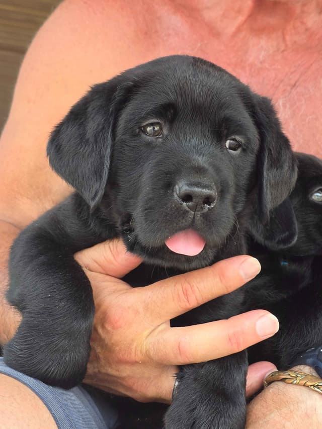 Labrador Retriever Puppies media 5