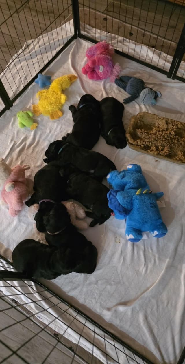 Labrador Retriever Puppies media 6