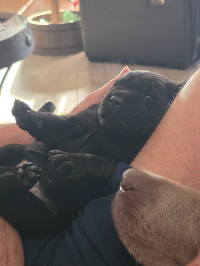 Labrador Retriever Puppies media 7